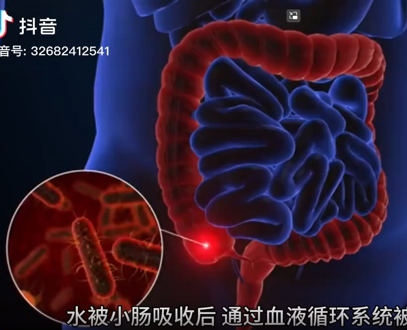 水被小肠吸收后都去了哪里？